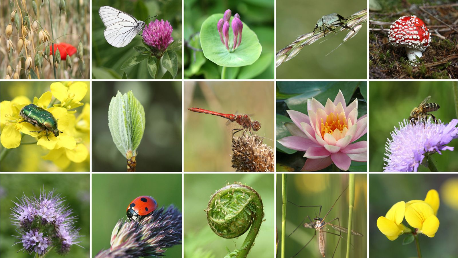 Biodiversiteit steeds belangrijker bedrijfsrisico