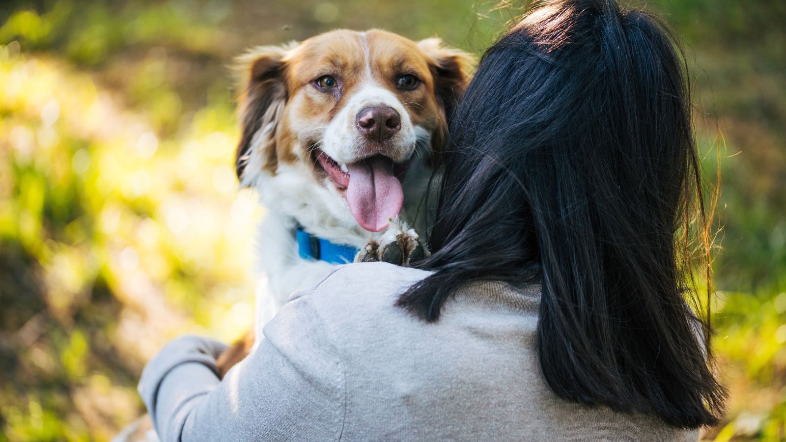 Why Pet Insurance Should be Focusing on the Tail Risks