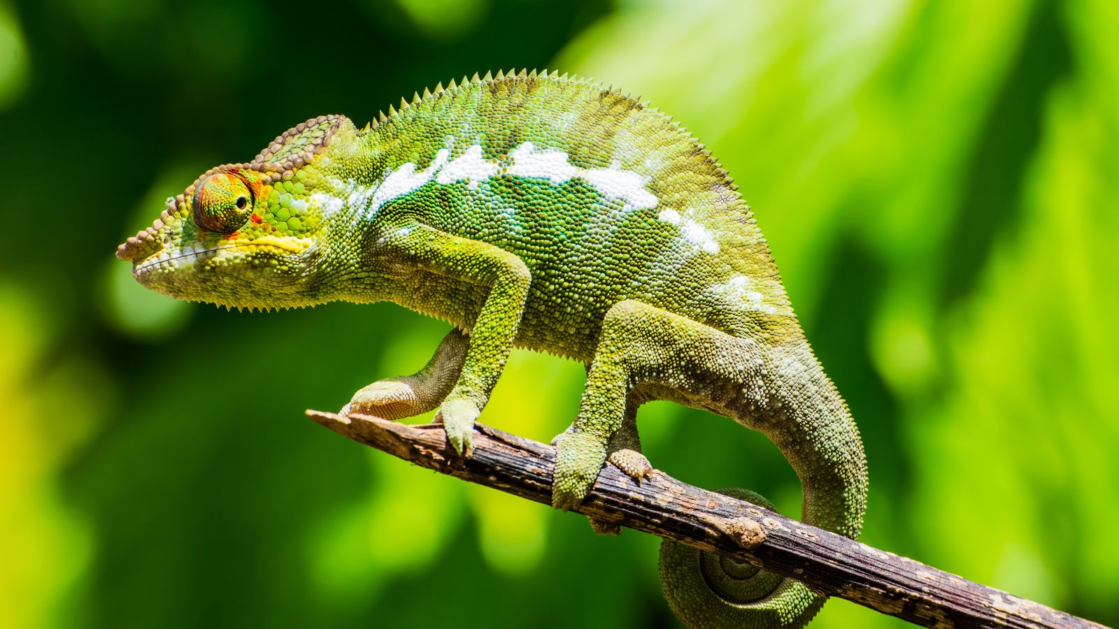 Nauwkeurigheid leidt niet tot betere forecasts, capability wel