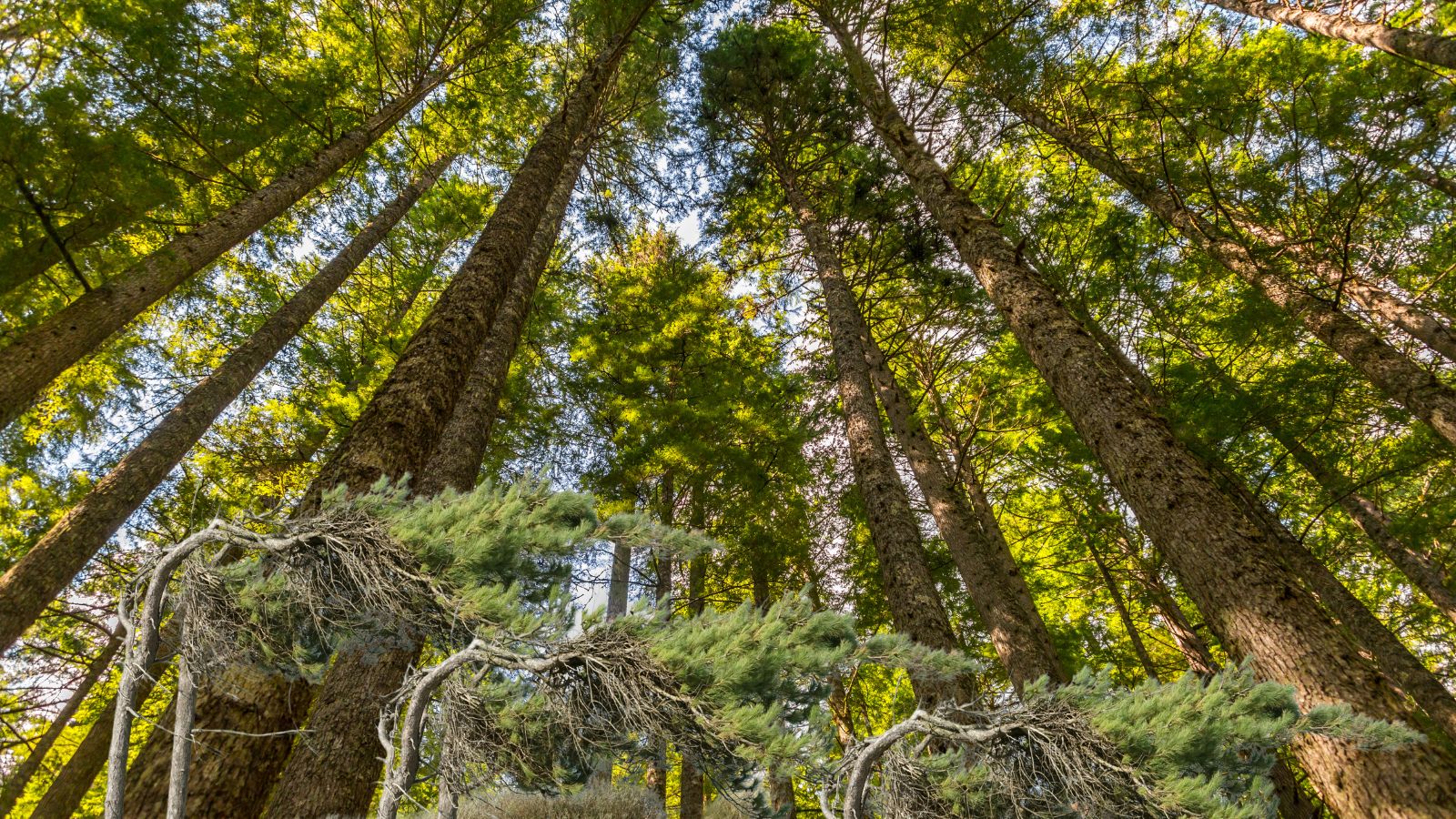 De hoogste bomen vangen minder wind: belastingdruk op inkomens en vermogens