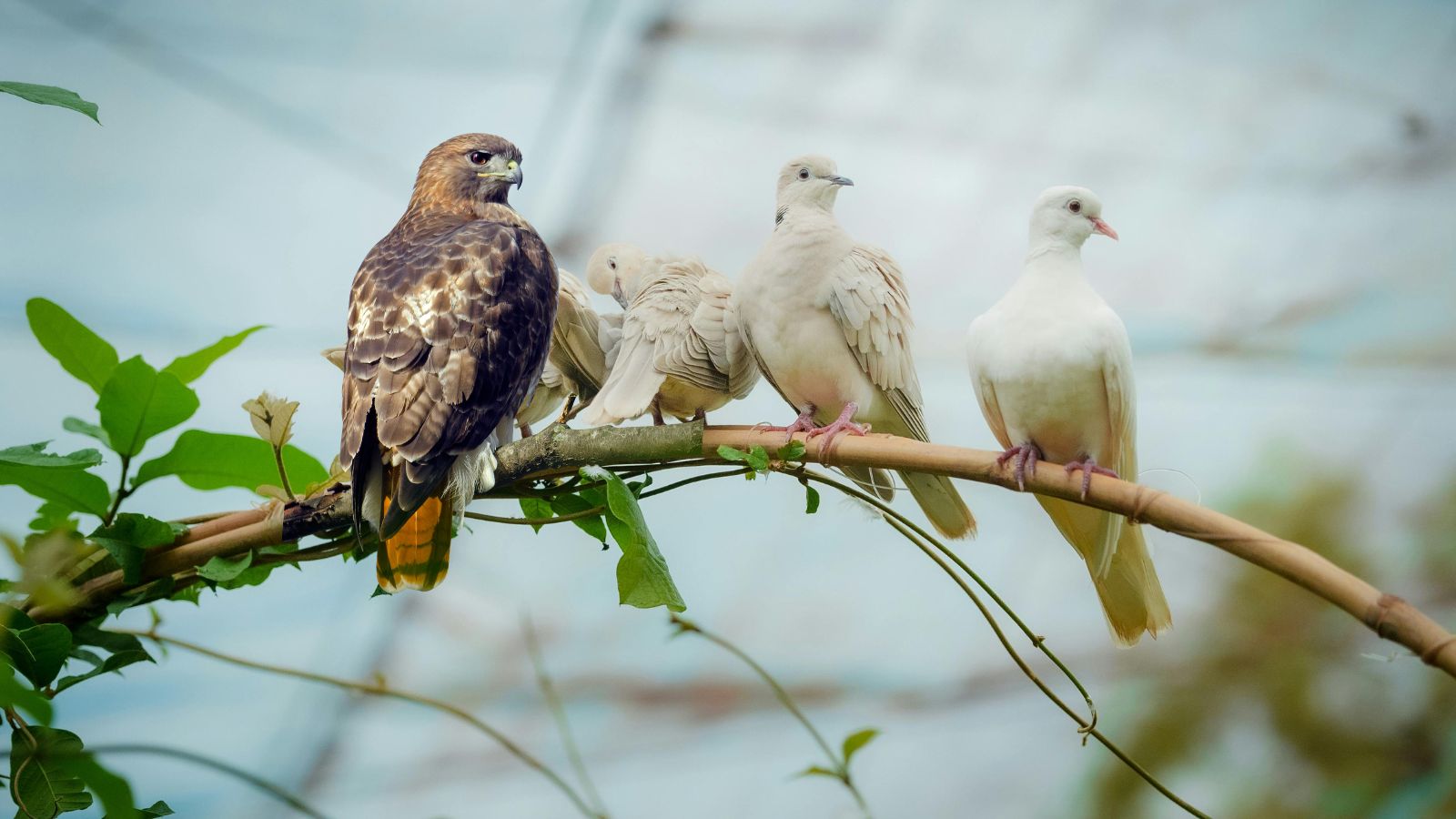 Een havik of een duif?