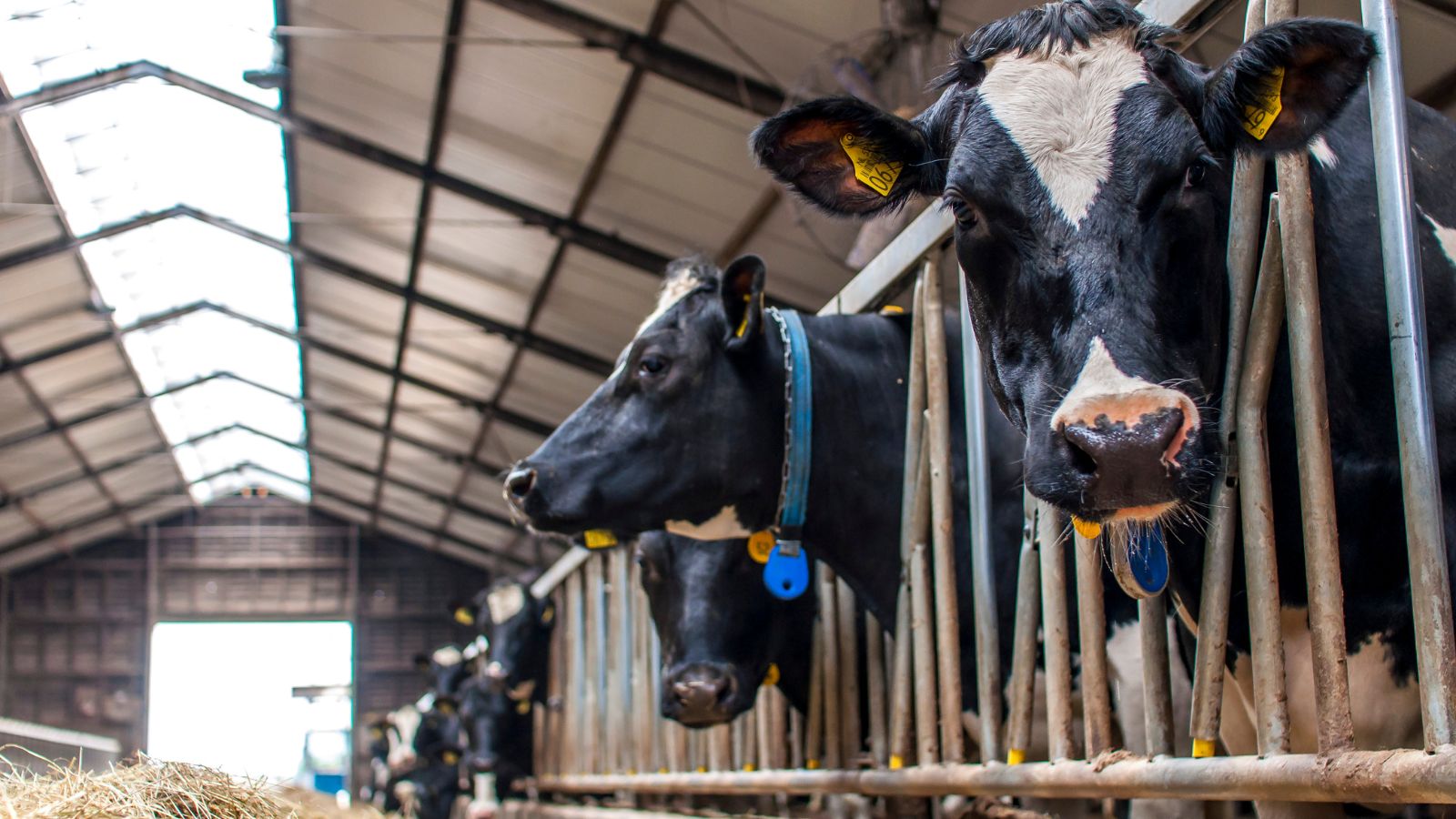 “De stikstofproblematiek hangt als een grote onzekerheid boven de sector.”