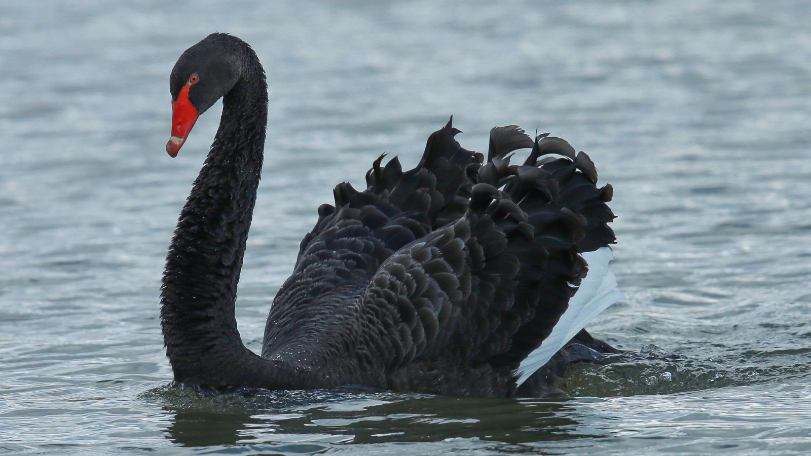 Allianz Commercial: Geopolitieke instabiliteit en onderling verbonden risico’s vergroten  angst voor Black Swan-scenario’s